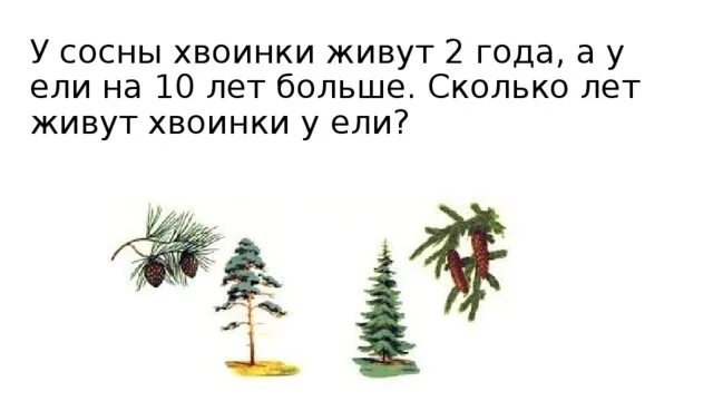 Строение сосны обыкновенной схема. Строение женской шишки сосны обыкновенной. Схема опыления хвойные. Строение побега ветки сосны. Хвоинки сосна и ель.