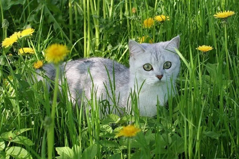 Котик летом