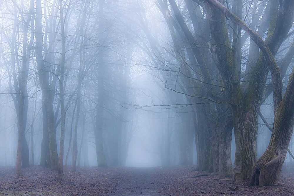 Туман. Мрачный пейзаж. Дымка над озером. Туманное утро. Сонная лощина пейзаж.