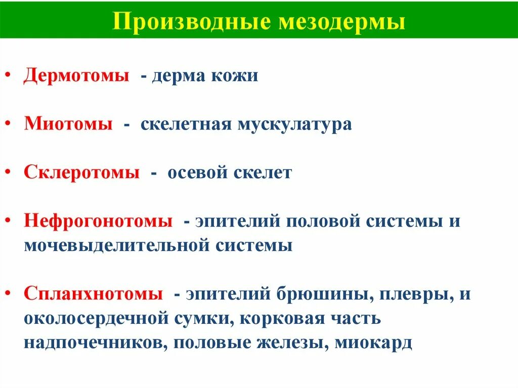 Назовите производные склеротома. Производные нефрогонотома. Производные спланхнотома. Производными мезодермы являются.