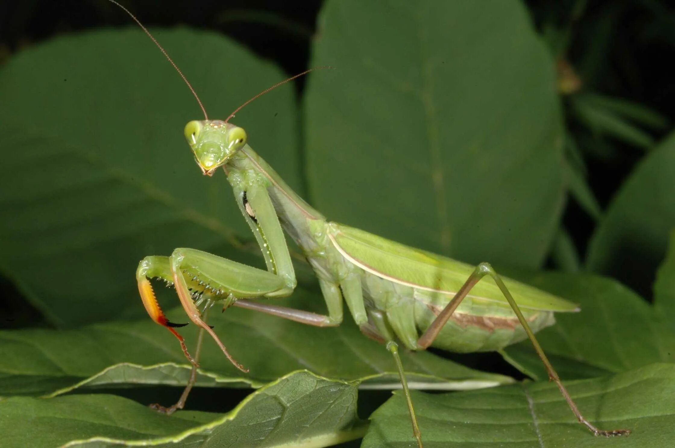 Богомол обыкновенный. Богомол обыкновенный насекомые. Богомол язык. Богомол язык. Богомол язык.