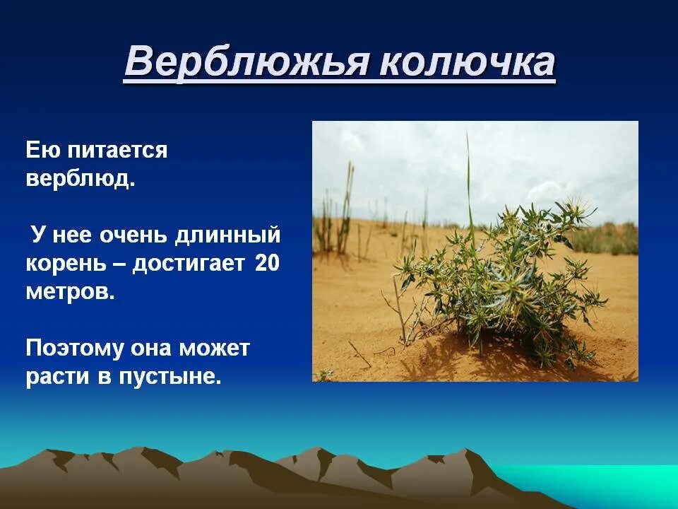 Длинные корни какая природная зона. Верблюжья колючка пустыни. Пустынные растения верблюжья колючка. Верблюжья колючка растения пустынь. Растительный мир пустыни верблюжья колючка.