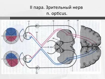 Зрительная пара черепных нервов