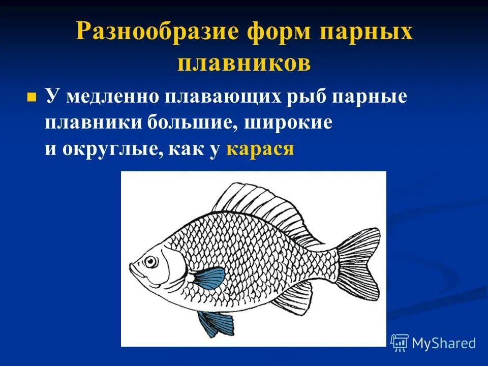 Части тела рыбы. Надкласс рыбы внешнее строение. Внешнее строение речного окуня. Функция отделов тела рыб. Строение рыбы.