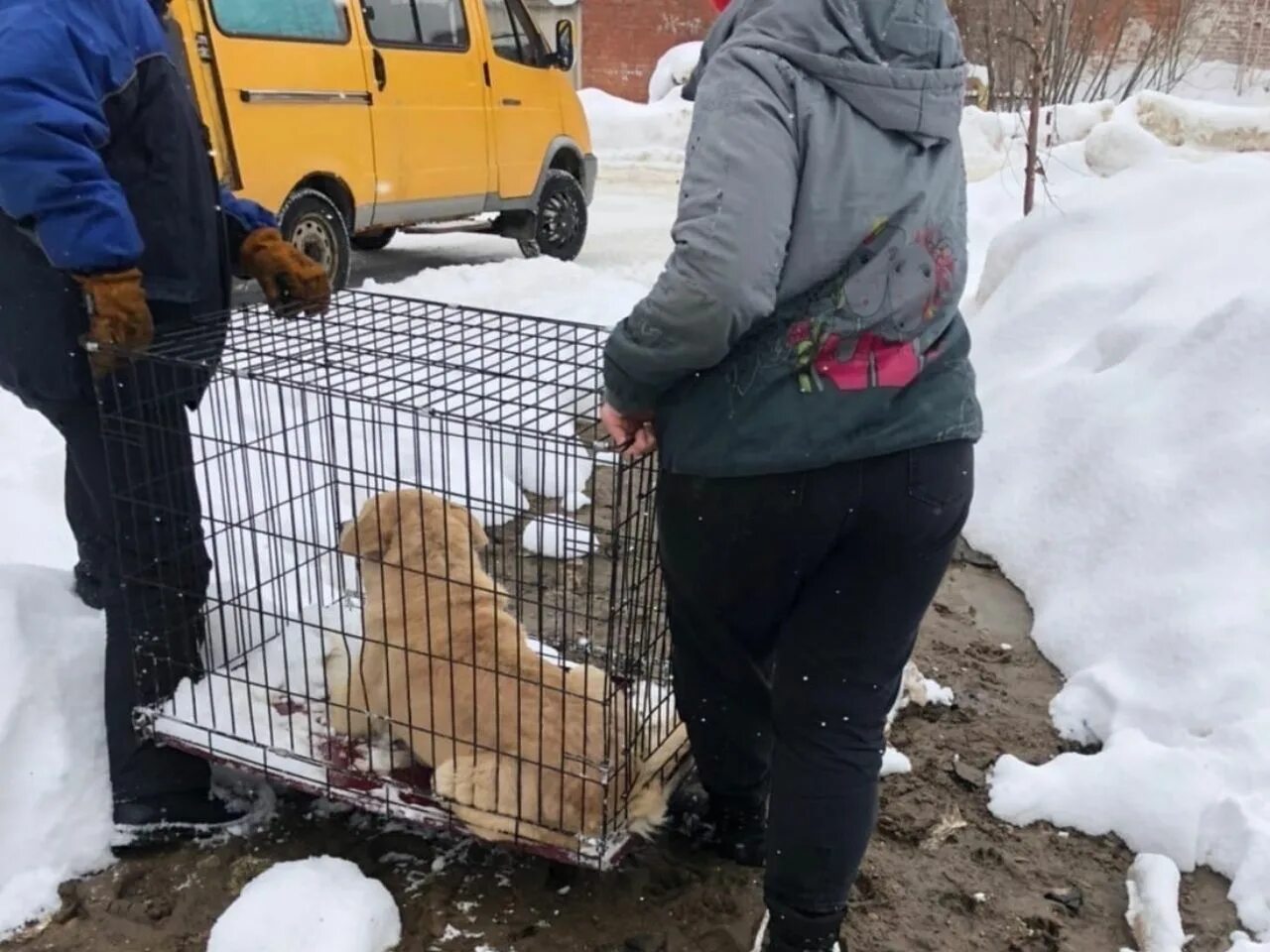 Отлов бродячих животных. Бездомные животные отлов.