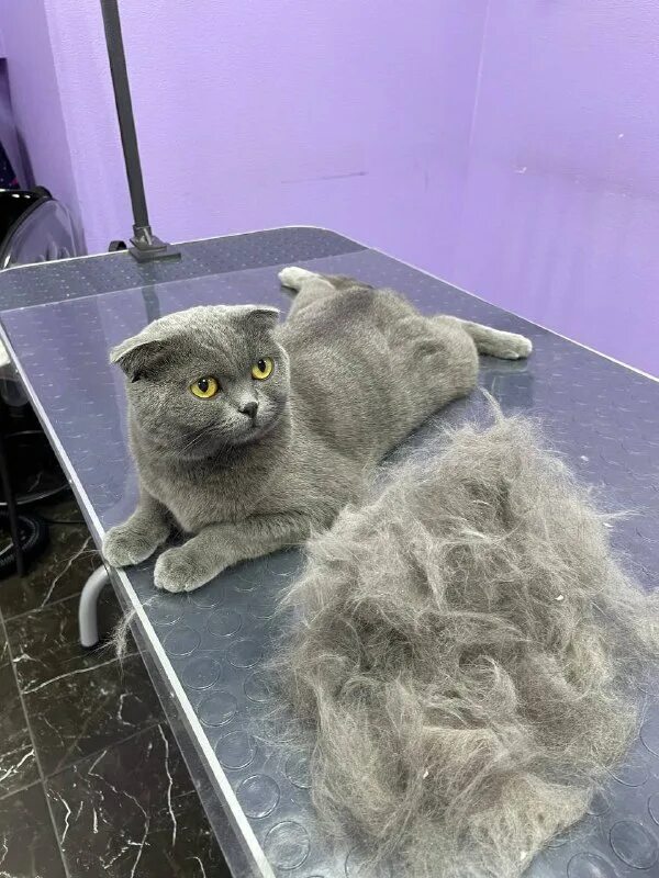 Ангорский длинношерстный кролик. Пушистый рай дата выхода серий. Пушистый рай дата выхода серий. Пушистый рай дата выхода серий. Пушистый рай дата выхода серий.