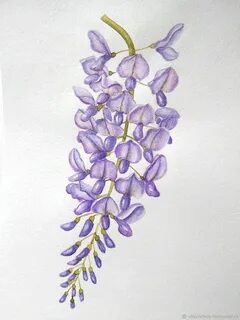 Глициния рисунок