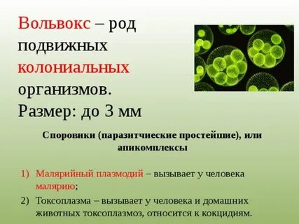 Жизнь колониальных организмов