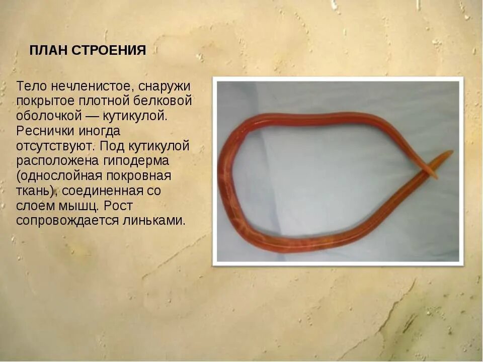 Круглые черви слои мышц. Круглые черви тело нечленистое. тело круглых червей покрыто. кутикула круглого червя.