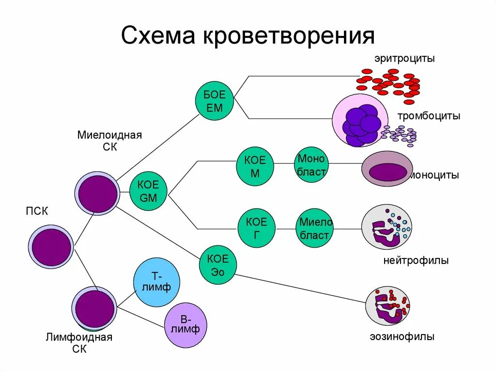 Гемопоэз человека. Клетки крови схема кроветворения. Схема образования клеток крови. Схема образования кровяных клеток. Эритропоэз схема эритроциты.