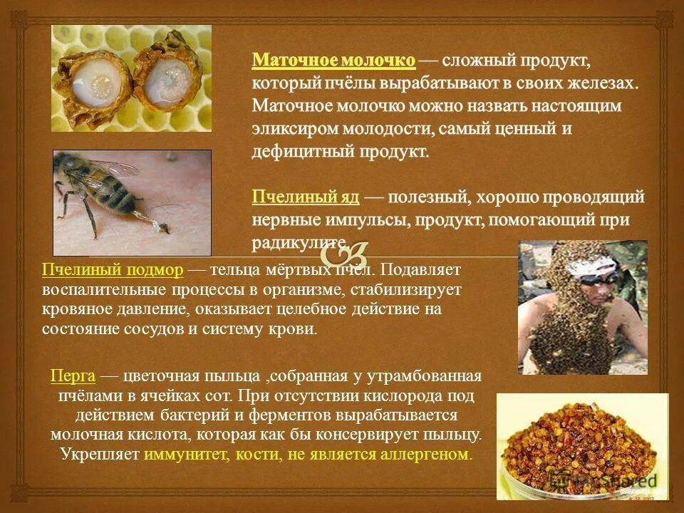 Пыльца польза и вред. Продукты пчеловодства. Продукты пчеловодства маточное молочко. Маточное молочко пчелиное. Полезные свойства маточного молочка.