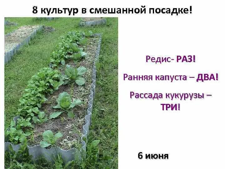 На каком расстоянии посадить капусту