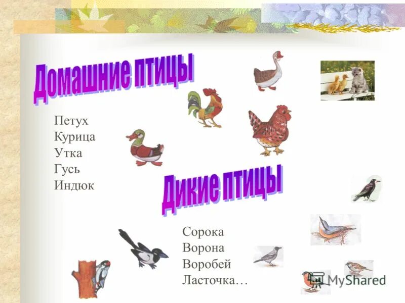 урок птицы 5 класс. характеристика про птиц по биологии 7 класс. элементы городецкой росписи фазан. класс птицы общая характеристика 7 класс биология. проект про птиц.