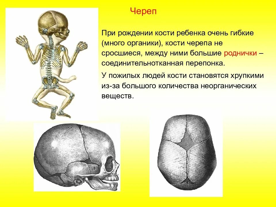 Череп человека состоит из костей. Соединение костей черепа у детей. опорно двигательная система человека кости черепа. череп плода состоит из.