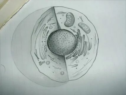 Биология рисунок карандашом