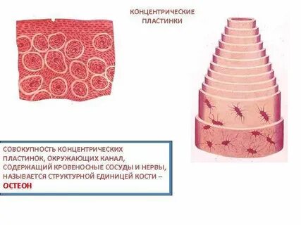 Концентрическая биология 6 класс