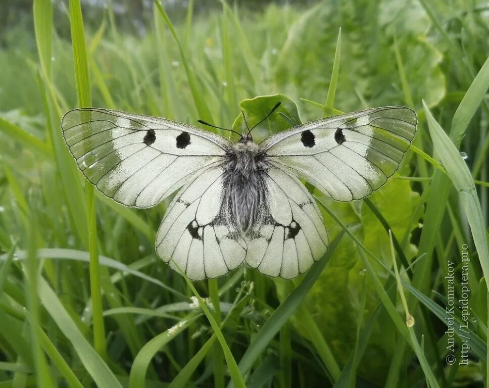 molbiol.ru - Мнемозина (Parnassius mnemosyne)