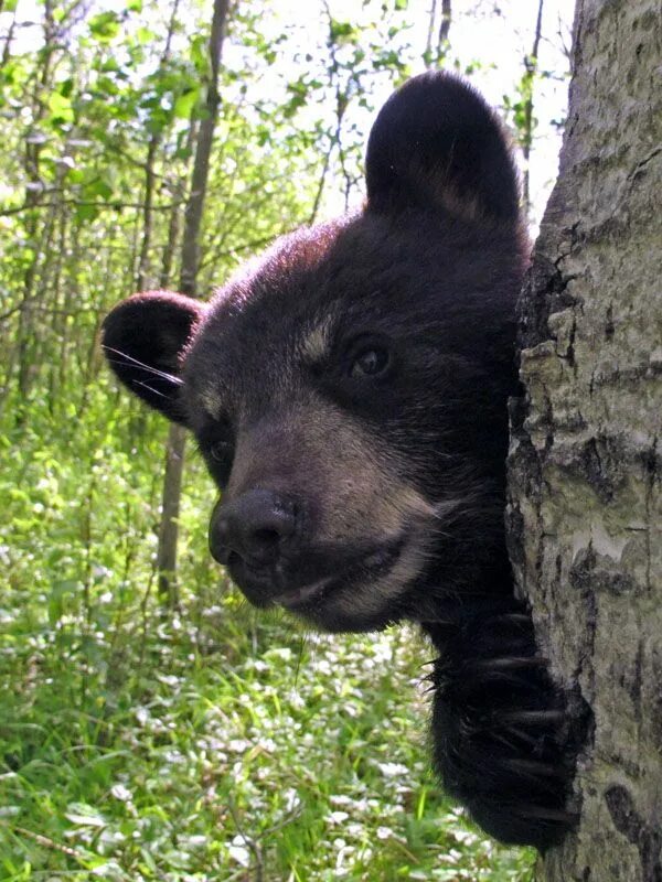 Медведь выглядывает. Медведь выглядывает из-за дерева. Медвежонок выглядывает из-за дерева. Медвежонок выглядывает. Медведь из за дерева.