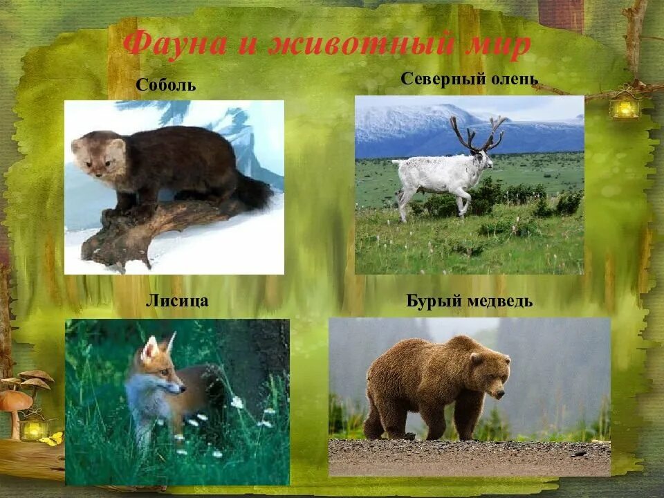 Животное обитающее в пермском крае