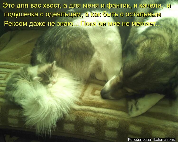 Стикер не знаю. Картинка я не знаю. Я пока даже не знаю. Ну я даже не знаю картинки. Смешной кот 2022.