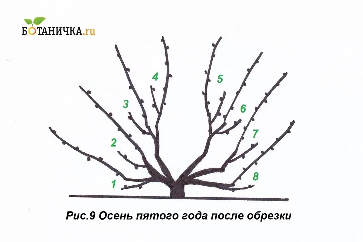 Обрезка винограда средней полосы. Черешня формировка испанский куст схема. Формировка черешни кустом. Формировка кроны черешни испанский куст. Формировка черешни испанский куст.