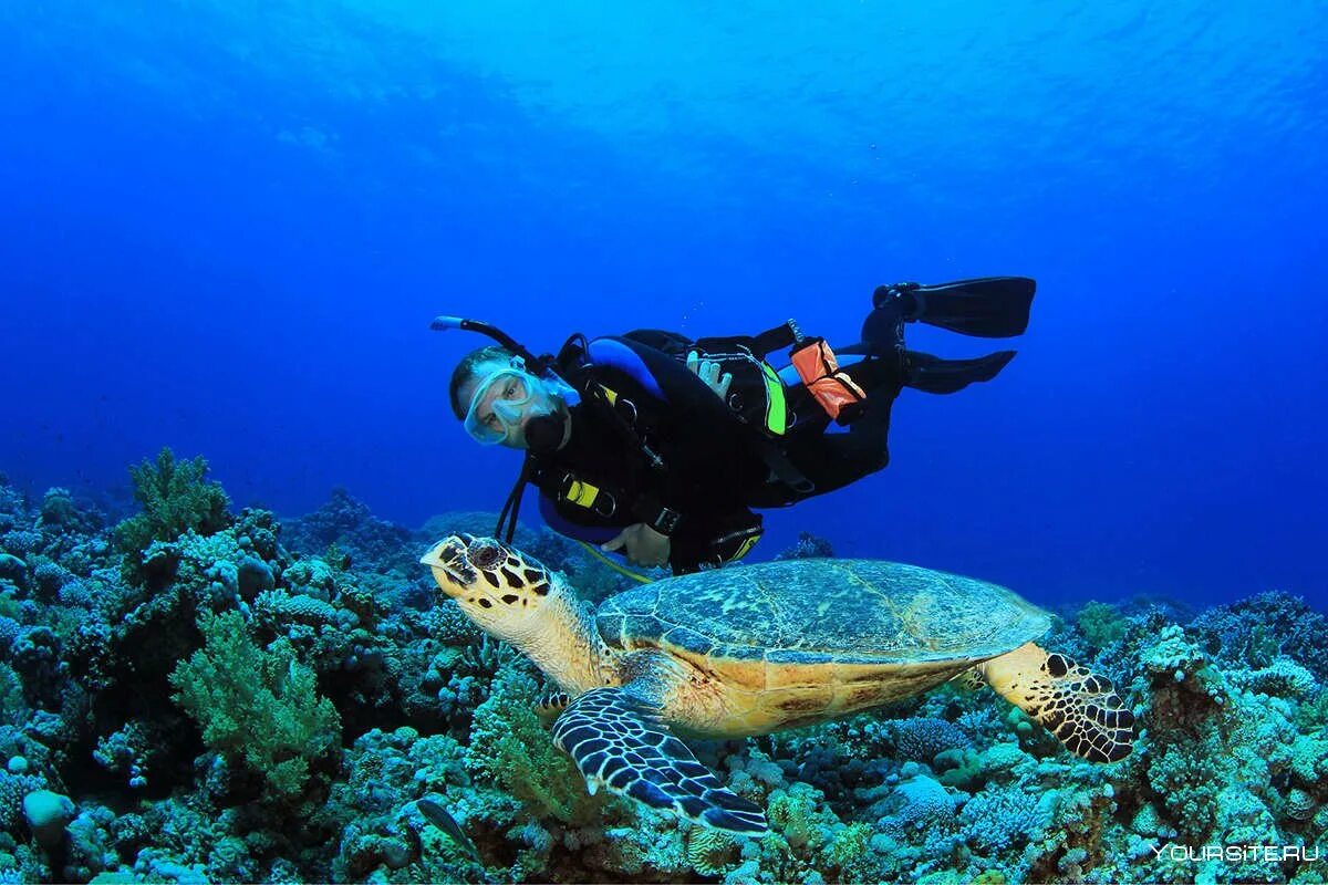 Водный дайвинг. Скуба дайвинг. дайвинг scuba. доминикана ныряние аквалангом. кайо коко коралловый риф.