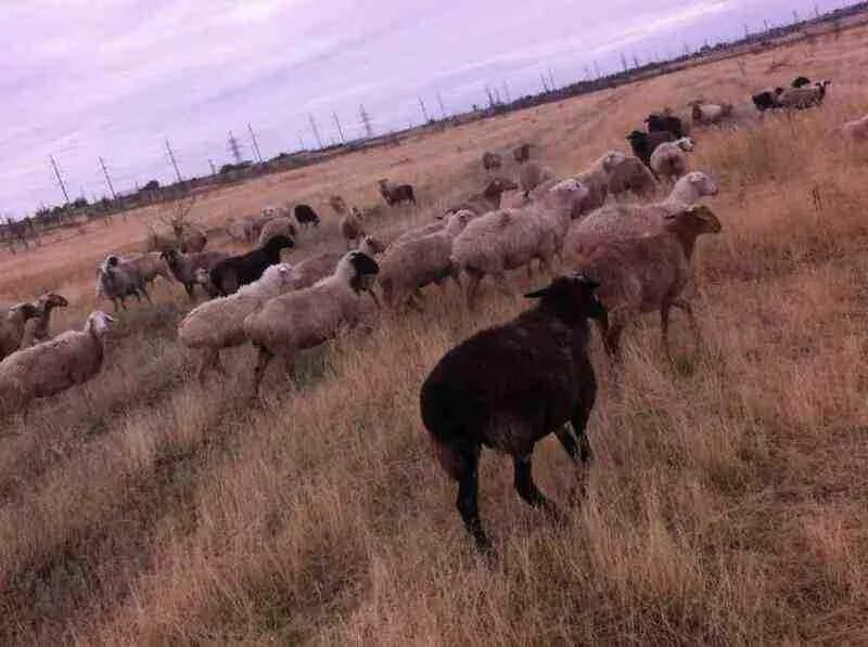 Авито дома в элисте свежие объявления. Авито элиста животных. Авито элиста животные купить собаки. Овцеводство в калмыкии. Авито элиста животных.