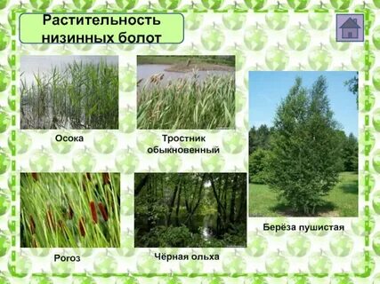 Растения низинных болот