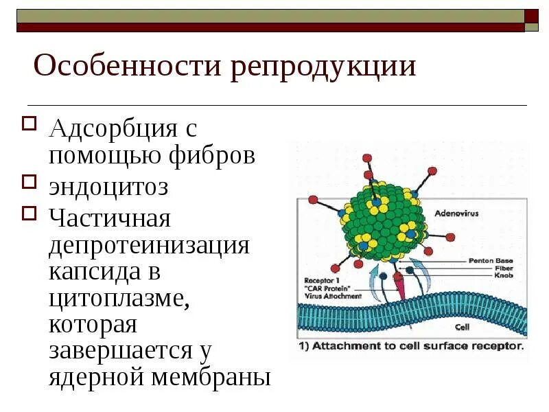 Строение аденовируса микробиология. Репликация аденовируса. Аденовирус вирус Вирион. Патогенез аденовируса микробиология. Адсорбция вируса