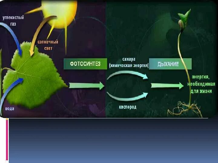 Для дыхания растений необходим кислород для фотосинтеза. Процесс фотосинтеза процесс. Схема процесса фотосинтеза. Схема фотосинтеза у растений. Фотосинтез кислород.