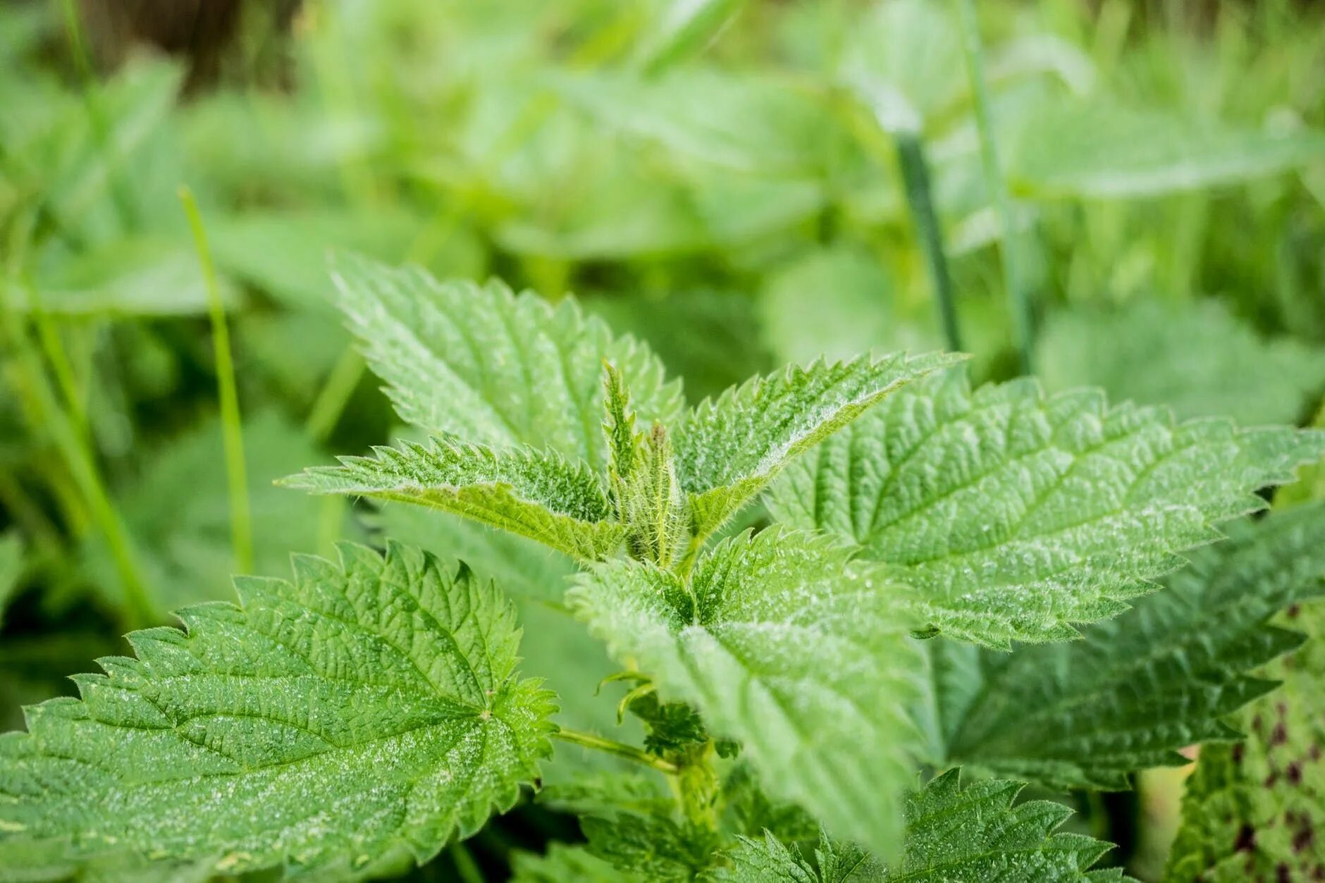 Крапива сорняк. Крапива двудомная (Urtica dioica). Крапива двудомная крапива коноплевая. Крапива узколистная. Крапива двудомная цветение.