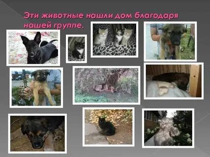 Поиск животных
