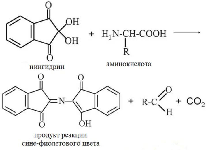 Ампициллин с нингидрином реакция. Нингидрин и глицин. Глицин с нингидрином реакция. Глицин и нингидрин реакция. Напишите реакцию глицина