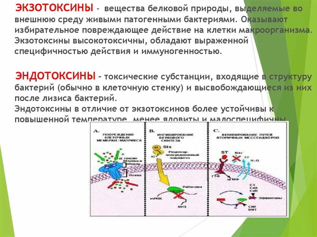 Экзотоксины и эндотоксины. Механизмов действия экзотоксинов микроорганизмов. Факторы патогенности экзотоксина а. Механизм действия Эндо и экзотоксинов. Бактериальные экзотоксины.