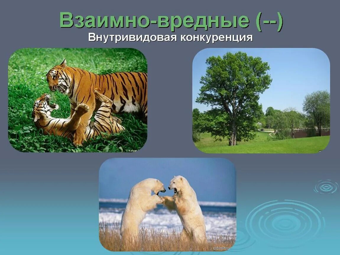 Виды взаимо. Взаимовредные конкуренция. Внутривидовая конкуренция. Взаимно вредные. Взаимовредные конкуренция примеры.