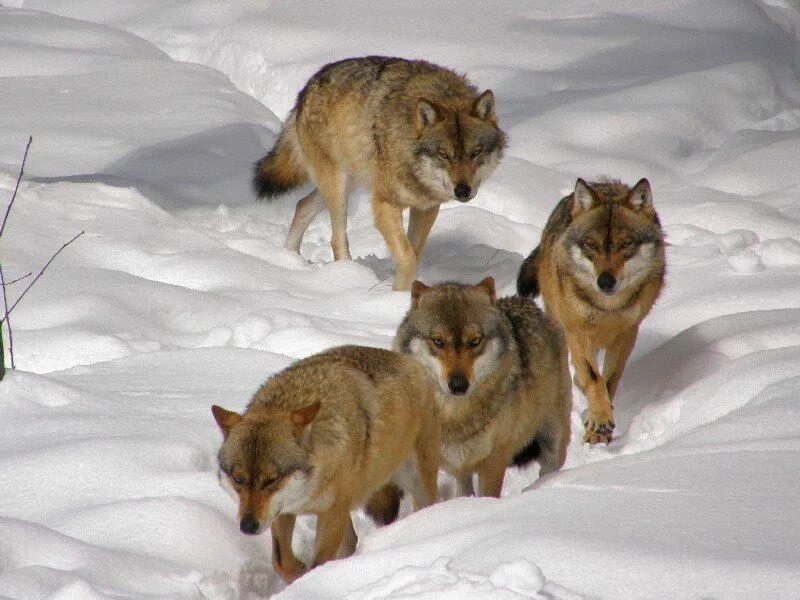 Волки стая. Волчья стая фильм 2015. Почему идут волки. Волки стая. Волчья стая сериал 2022.