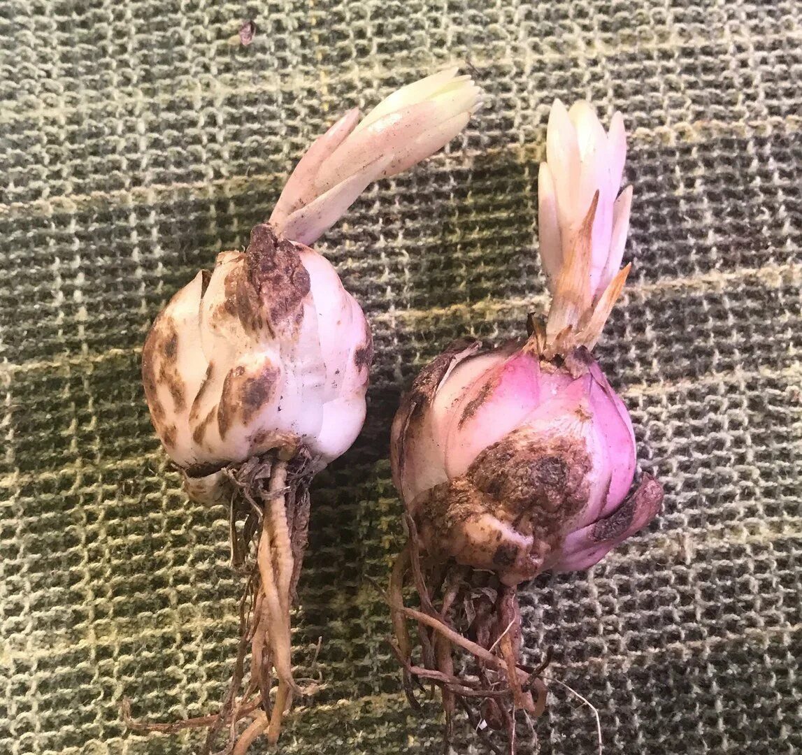 Клубнелуковица лилейных. Луковицы лилии садовой. Луковица азиатской лилии. Лилия даурская луковица. Здоровые луковицы лилий.