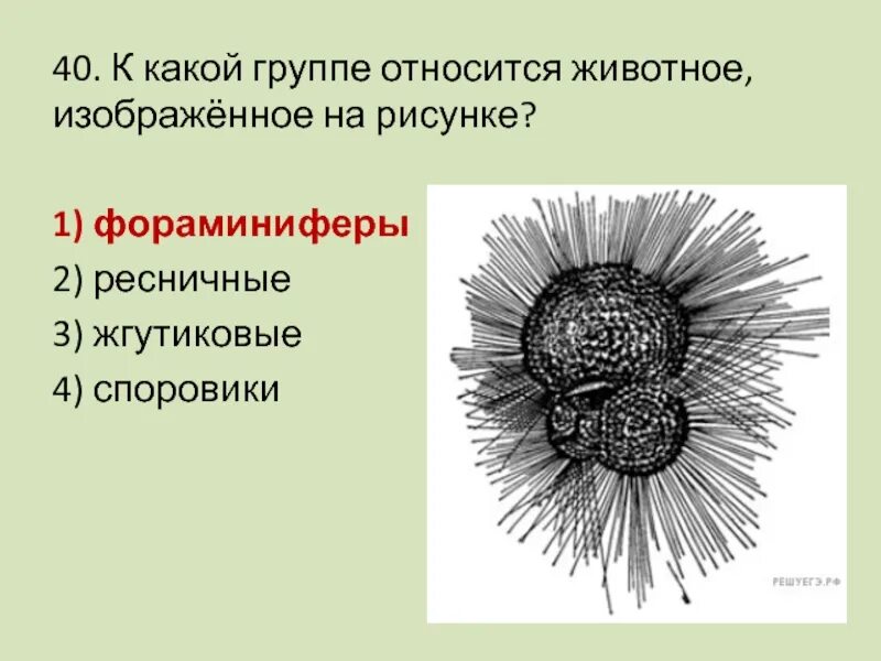 Какому классу относится изображенное животное. Фораминифера к какой группе относится. фораминифера к какой группе. к какому классу относится животное изображенное на рисунке.