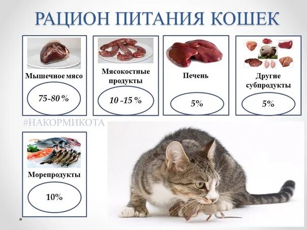 Можно давать коту сырое мясо
