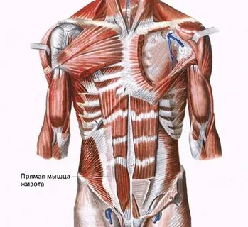 Прямая мышца туловища