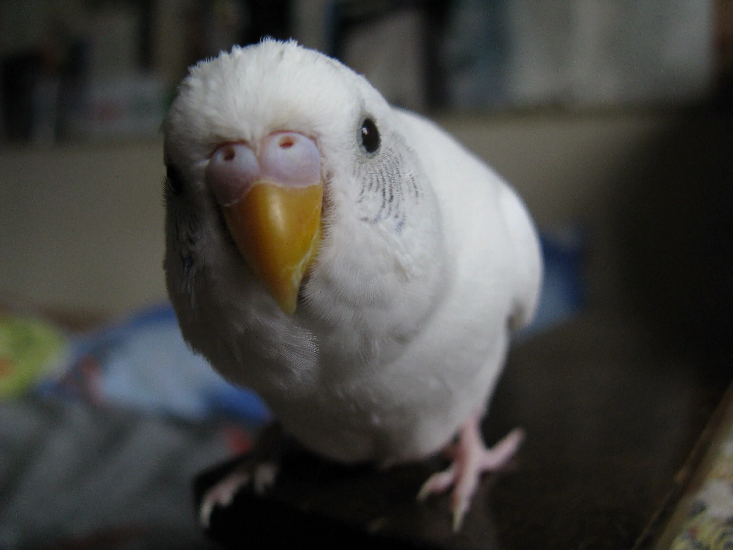 Волнистик альбинос. Волнистый попугай альбинос. Волнистые попугайчики альбиносы. Попугай альбинос. Волнистые попугайчики альбиносы.