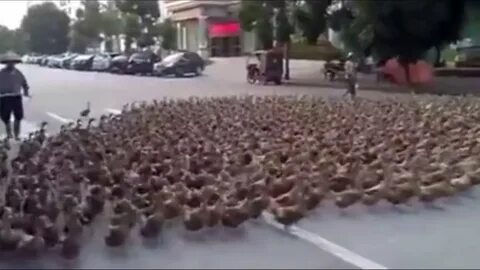 Утки в китае