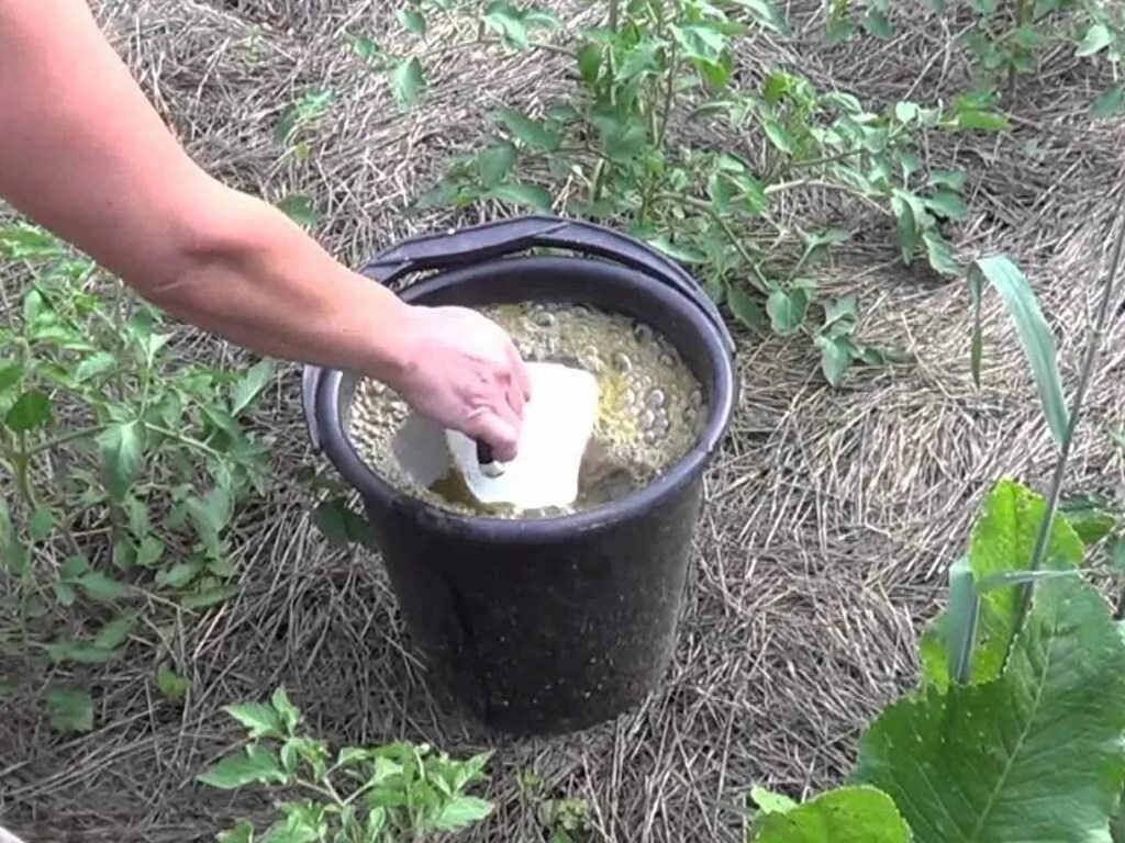 Можно ли рассаду поливать дрожжами. Подкормка томатов. Дрожжевая подкормка для рассады томатов. Удобрение помидор дрожжами. Удобрение и подкормки для огурцов.