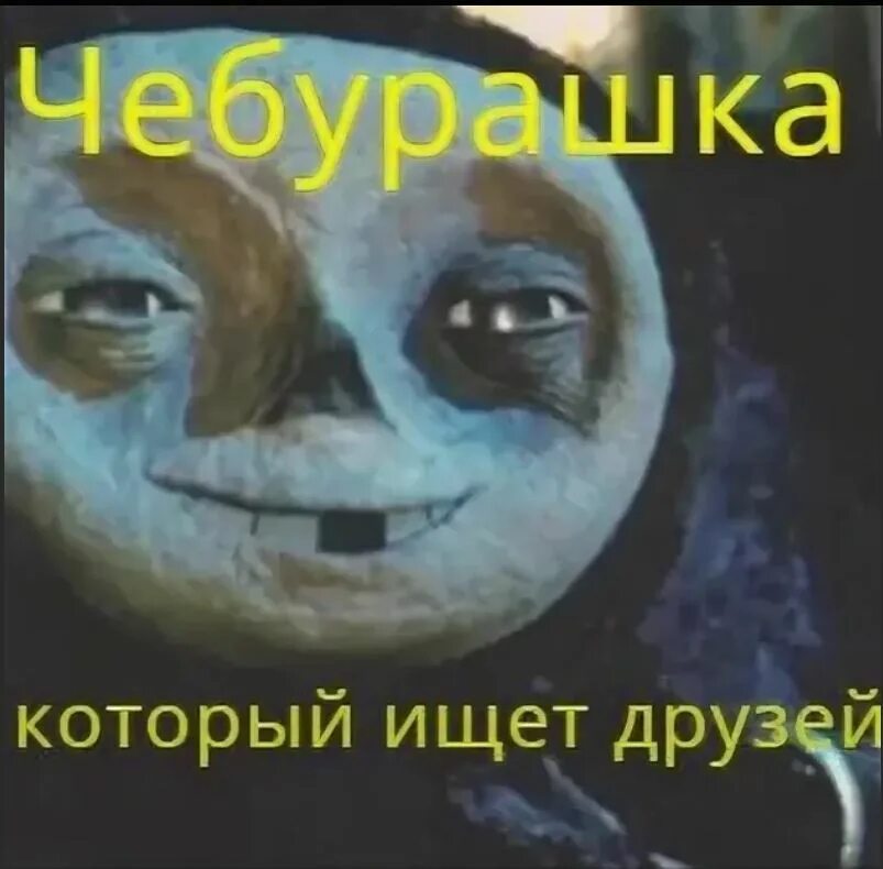 Кот нашел друга