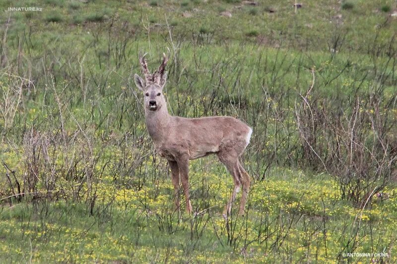 косули в омской области горьковского района. косули сибирские сеголетки. косуля сибирская (capreolus pygargus pall. косуля сибирская. высокий увал омская область заказник.