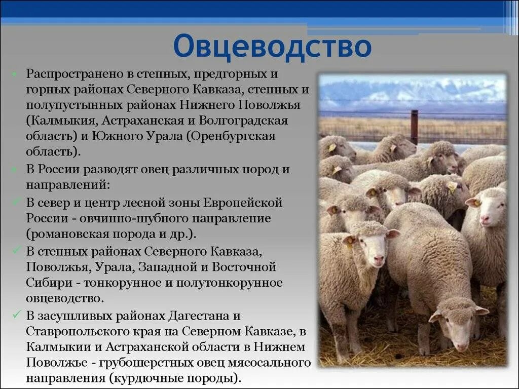В какой области урала разводят овец