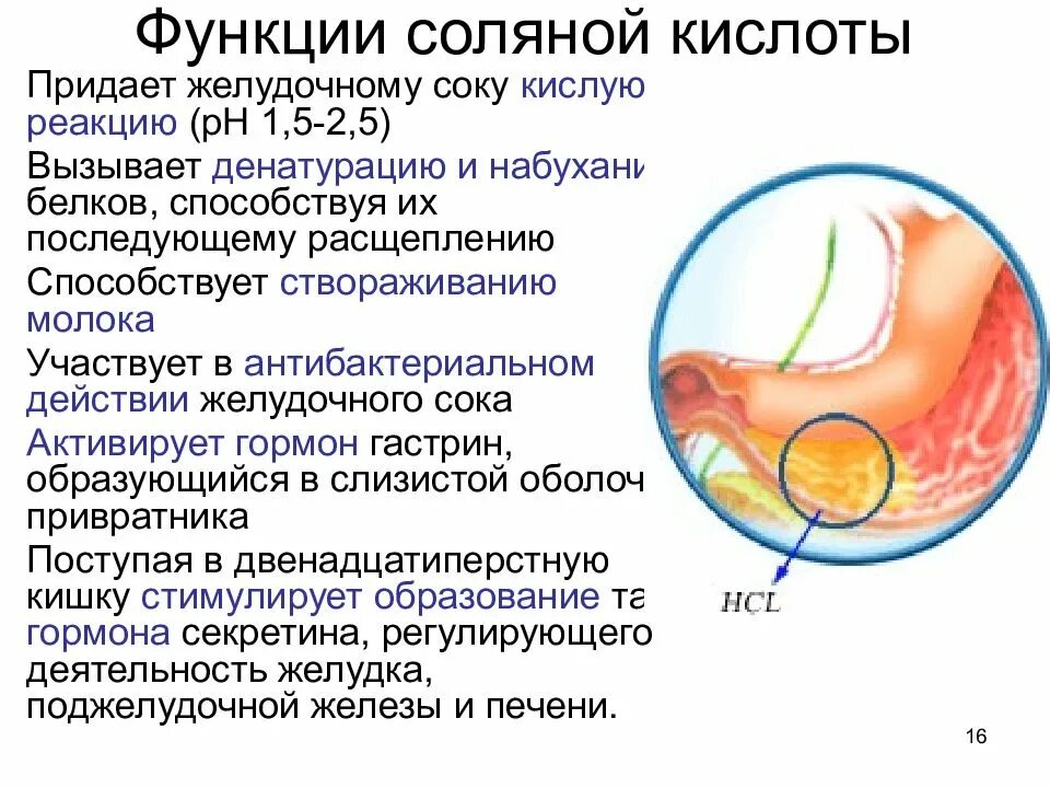 Функции соляной кислоты в желудке человека. Соляная кислота в желудке. Соляная кислота желудочного сока. Желудок с соляной кислотой.