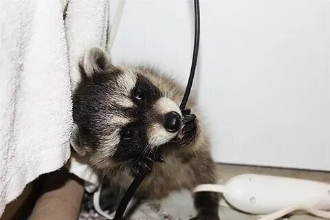 Смочь опытный