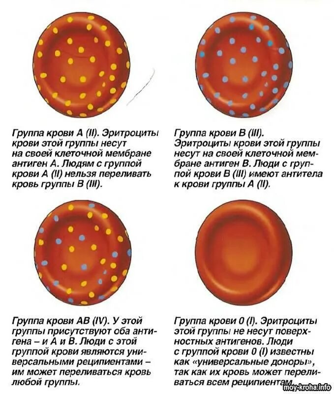 Отличия групп крови. Разница групп крови. Отличие 1 группы крови и 2 группы. Чем отличаютс яшруппы крови. В чем разница групп крови