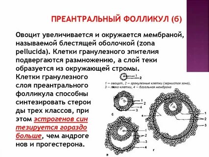 Яйцеклетка уровень организации